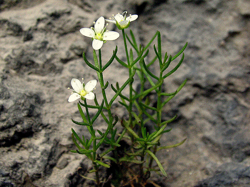 Moehringia markgrafii  / Moehringia di Markgraf